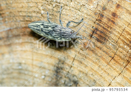 ウバタマムシ 95793534