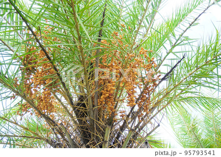 Palm dates fruit blossom, Agriculture 95793541