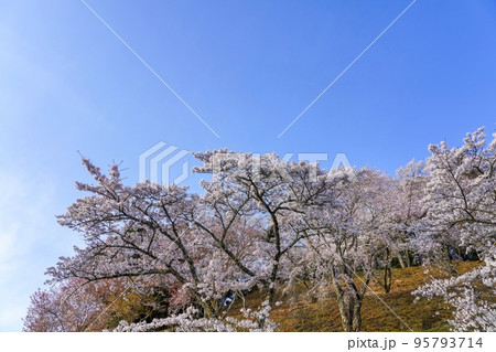 朝日を浴びて輝く満開のソメイヨシノ桜＠吉野、奈良 95793714