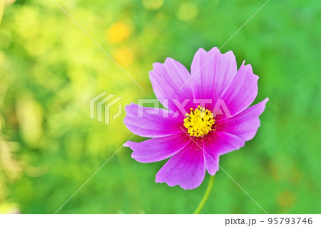 ピンク色のコスモスの花(秋、十月) ピンク色のコスモスの花(秋、十月) 95793746