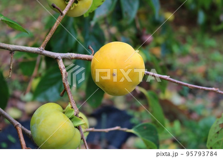 秋の始まり　黄色く実る柿の実　 95793784