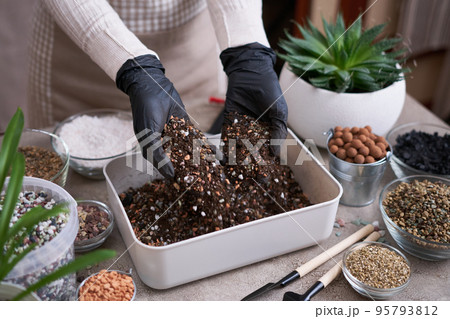 soil substrate preparation for transplanting houseplants on concrete background soil substrate preparation for transplanting houseplants on concrete background 95793812