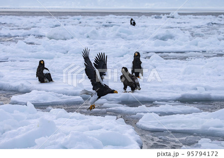 大鷲と流氷 95794172