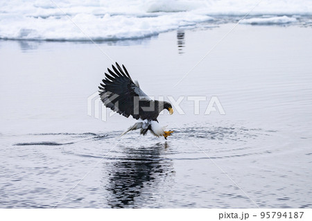 大鷲と流氷 95794187