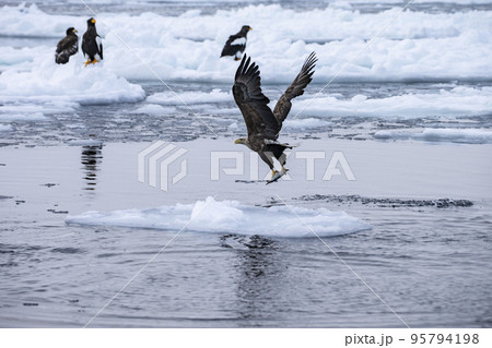 大鷲と流氷 95794198