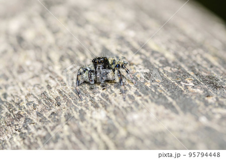 ネコハエトリ 95794448