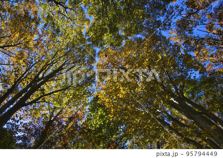 赤城自然園　美しい紅葉　群馬県渋川市 95794449