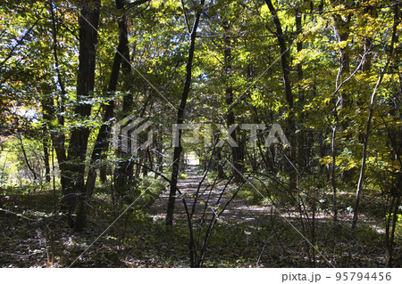 赤城自然園 美しい紅葉 群馬県渋川市 赤城自然園 美しい紅葉 群馬県渋川市 95794456