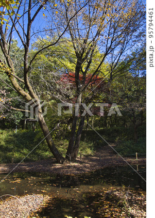 赤城自然園 美しい紅葉 群馬県渋川市 赤城自然園 美しい紅葉 群馬県渋川市 95794461