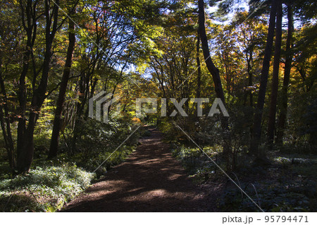 赤城自然園　美しい紅葉　群馬県渋川市 95794471