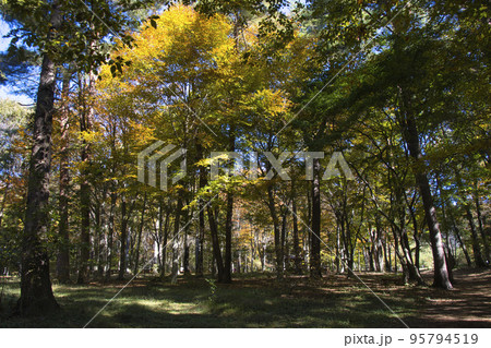 赤城自然園 美しい紅葉 群馬県渋川市 赤城自然園 美しい紅葉 群馬県渋川市 95794519