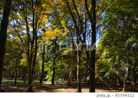 赤城自然園　美しい紅葉　群馬県渋川市 95794522