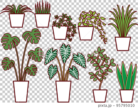 Foliage plant  95795010