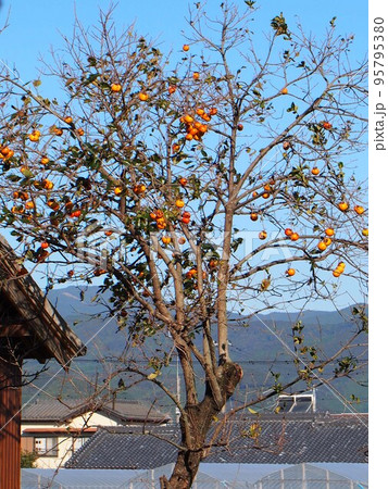 田の神の社近くの柿の木（秋空と朝日を浴びた柿）の写真素材 [95795380] - PIXTA