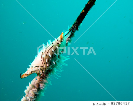 ムチカラマツに住む名称不明の巻貝 ムチカラマツに住む名称不明の巻貝 95796417