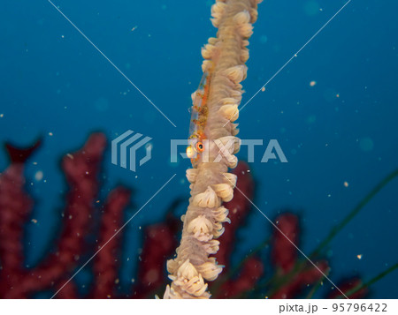 ムチカラマツとガラスハゼ 95796422