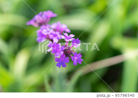 シュッコンバーベナ 四万十市 安並水車の里 2022/10/22 95796540