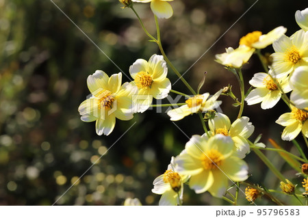 日本の秋の公園に咲くウインターコスモスの黄白色の花 日本の秋の公園に咲くウインターコスモスの黄白色の花 95796583