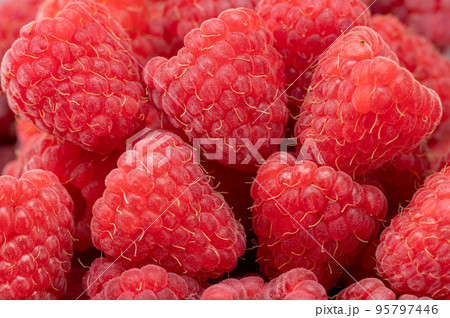 Fresh and sweet raspberries background. Close up of red Fresh organic ripe raspberry. Bunch of red raspberries. top view Fresh and sweet raspberries background. Close up of red Fresh organic ripe raspberry. Bunch of red raspberries. top view 95797446