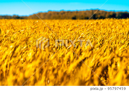 Wheat field. Ears of golden wheat close up. Beautiful Nature Sunset Landscape. Rural Scenery under Shining Sunlight. Background of ripening ears of wheat field. Rich harvest Concept. 95797459