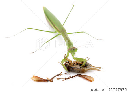 かまきり 95797976