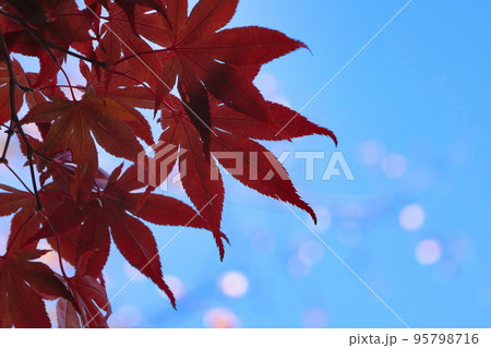 紅葉と青空 紅葉と青空 95798716