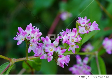 至る所にはびこる可憐な花。よく見ると小さな花の塊のミゾソバ 至る所にはびこる可憐な花。よく見ると小さな花の塊のミゾソバ 95798718
