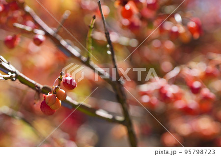 秋、葉も実も真っ赤に紅葉のニシキギ（錦木）...1 95798723
