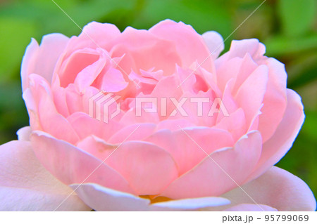 秋バラ 薔薇 花 秋咲き 秋バラ 薔薇 花 秋咲き 95799069