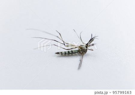 Anopheles mosquito and Mosquito Larva in the order Diptera, Anopheles sp. (Mosquito Larva) in the water for education. Anopheles mosquito and Mosquito Larva in the order Diptera, Anopheles sp. (Mosquito Larva) in the water for education. 95799163