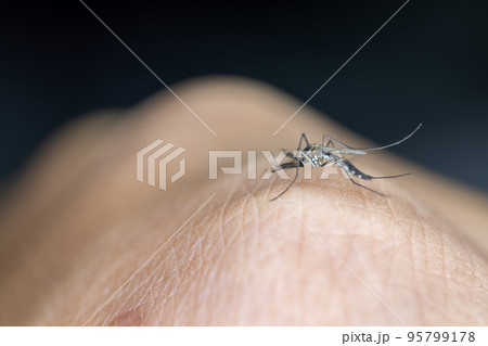 Anopheles mosquito and Mosquito Larva in the order Diptera, Anopheles sp. (Mosquito Larva) in the water for education. 95799178