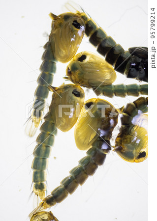 Anopheles mosquito and Mosquito Larva in the order Diptera, Anopheles sp. (Mosquito Larva) in the water for education. Anopheles mosquito and Mosquito Larva in the order Diptera, Anopheles sp. (Mosquito Larva) in the water for education. 95799214