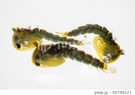 Anopheles mosquito and Mosquito Larva in the order Diptera, Anopheles sp. (Mosquito Larva) in the water for education. Anopheles mosquito and Mosquito Larva in the order Diptera, Anopheles sp. (Mosquito Larva) in the water for education. 95799221