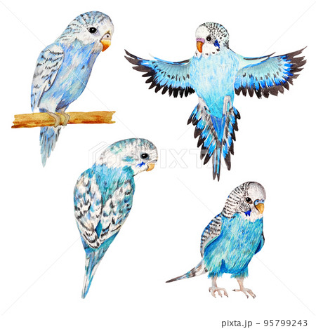 set of blue hand draw parrots 95799243