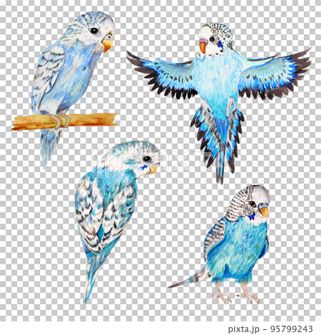 set of blue hand draw parrots 95799243