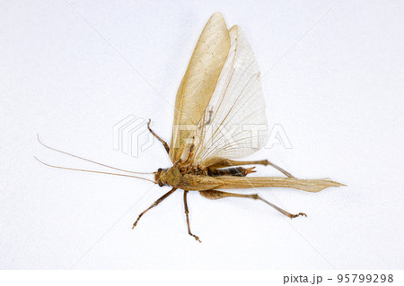 Background of insects (entomology) in laboratory. 95799298