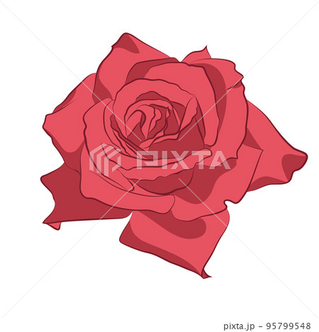 Beautiful pink rose, isolated on white background. Botanical silhouette of flower. Flat stylization vintage color 95799548