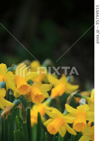春の庭に咲く黄色い水仙 95799655