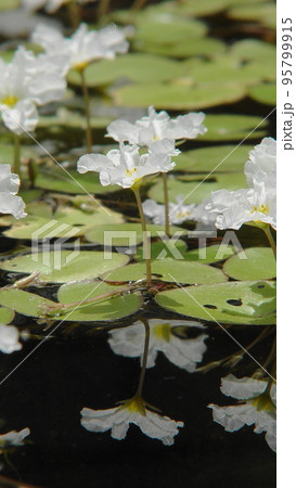 白い水生の花 熱帯植物(8月)ヒメシロアサザ05V9.16 白い水生の花 熱帯植物(8月)ヒメシロアサザ05V9.16 95799915