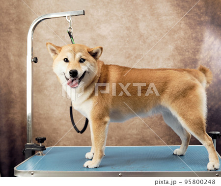 Shiba Inu dog on the grooming table in the pet salon Shiba Inu dog on the grooming table in the pet salon 95800248