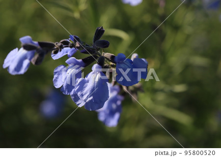 日本の秋の公園に咲く青いサルビア・アズレアの花 95800520