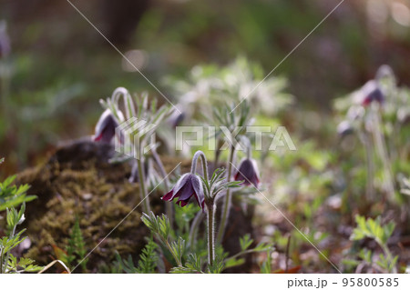 オキナグサ オキナグサ 95800585