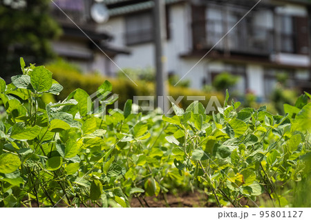 6月、もうすぐ収穫を迎える枝豆の苗	(都市部の農業) 95801127