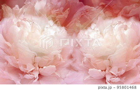 Floral red  background. Flowers and peony petals. Flower composition. Nature. 95801468