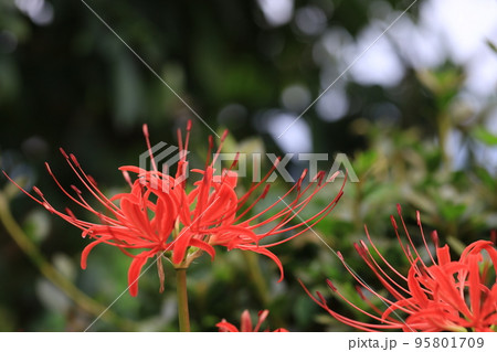 彼岸花 彼岸花 95801709