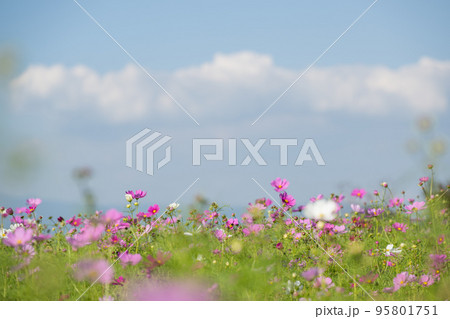 秋の花コスモスが咲き誇る晴天の青空に映える色とりどりの秋桜 95801751