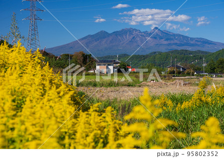 背高泡立草が咲く神山町の里風景　八ヶ岳が見える里 95802352