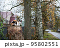 the village cat sits on a stump 95802551