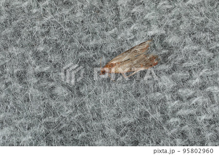 Common clothes moth (Tineola bisselliella) on light grey knitted fabric, closeup Common clothes moth (Tineola bisselliella) on light grey knitted fabric, closeup 95802960