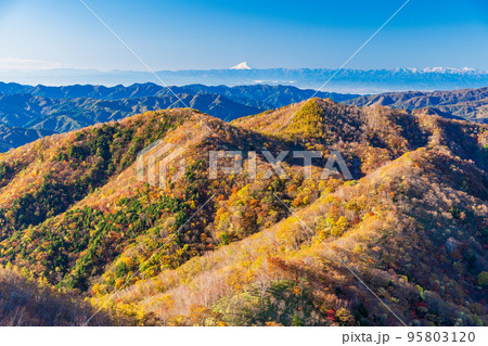 （栃木県）奥日光半月山駐車場から望む、紅葉した山並みの向こうに富士山 95803120